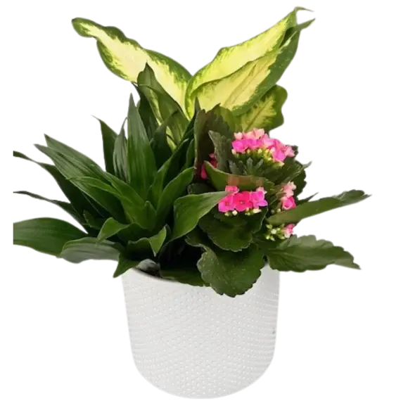 Small Tropical Planter