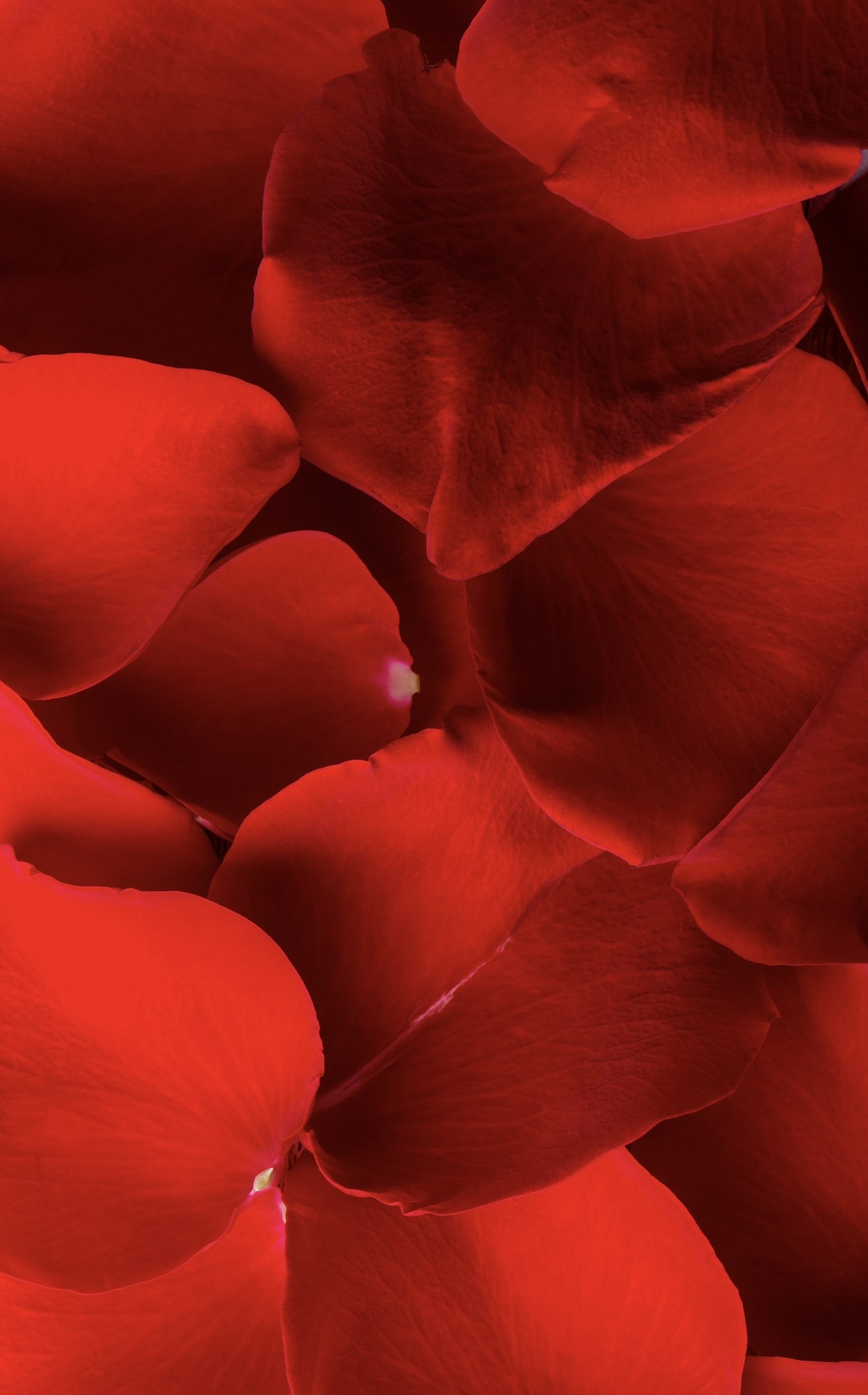 Rose Petals