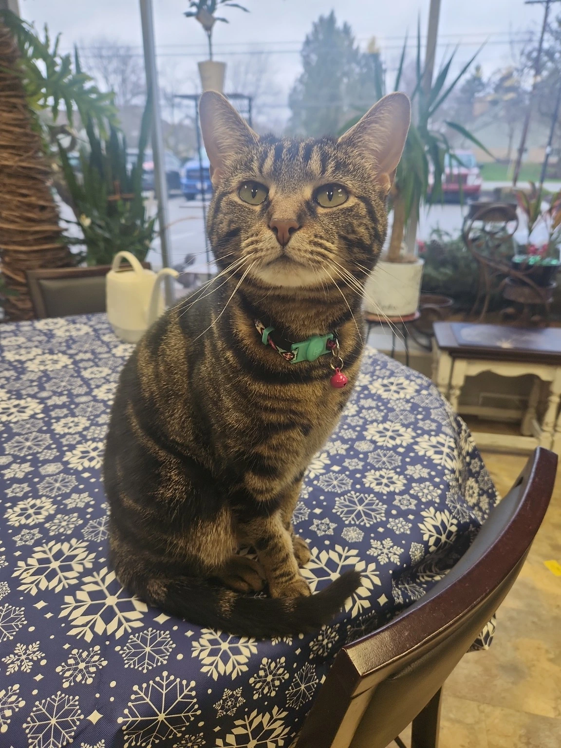 Margie The Flower Cat at Milano's UpTowne Florist- Tabby Cat with nice black and brown stripes